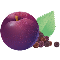 Prugna viola con foglia verde e piccole bacche scure.